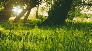 Sécheresse : ces erreurs à ne plus commettre pour préserver votre pelouse