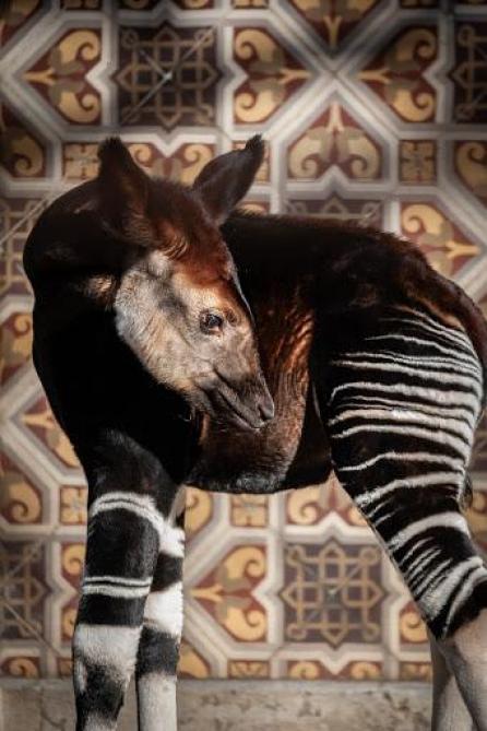 Belgaimage