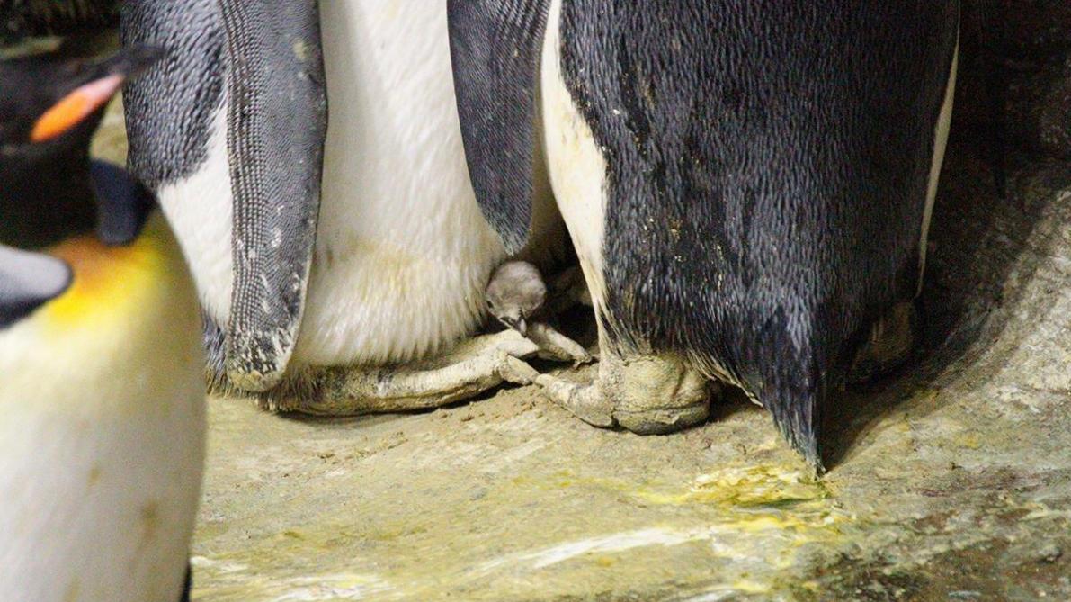 Un Bebe Manchot Est Ne Au Zoo D Anvers Photos Soirmag