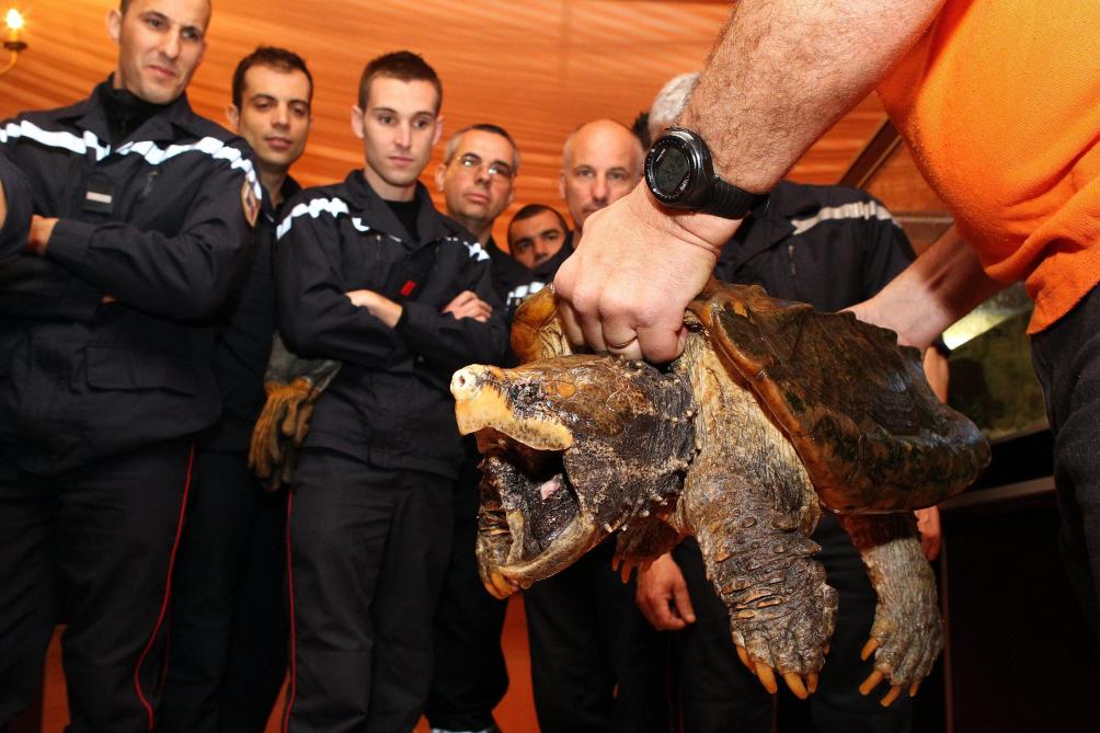Une Dangereuse Tortue Alligator Nord Americaine Capturee Pres De Nice Soirmag