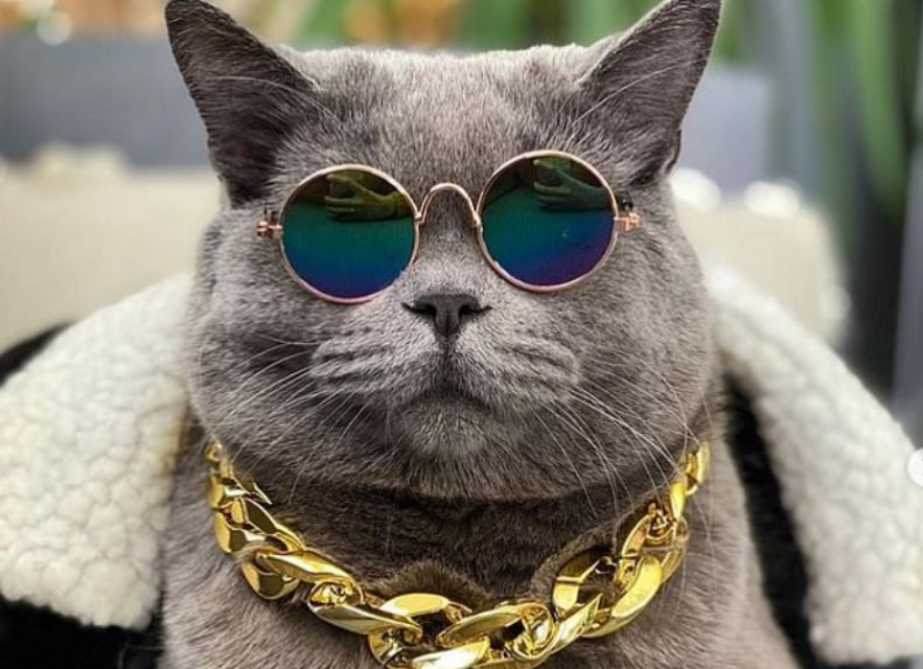 Un Chat Star Sur Instagram Est Decede Apres Avoir Ete Violemment Agresse Soirmag