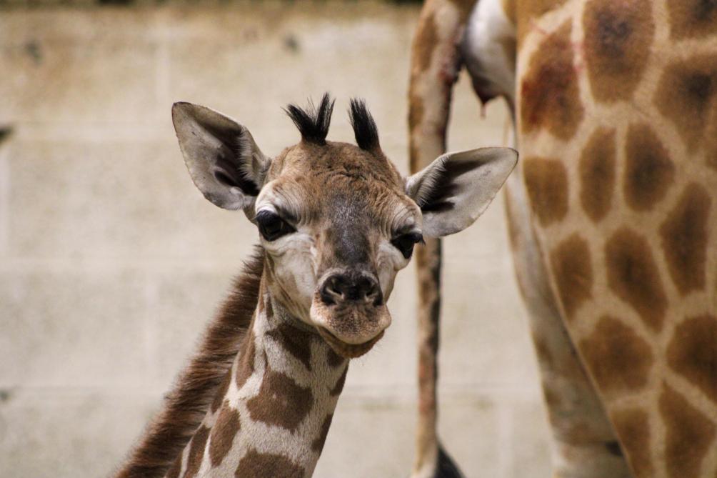 Pairi Daiza