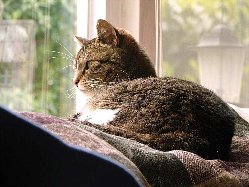 Mieux Comprendre Votre Chat 7 Choses A Savoir Pour Bien Vivre A Ses Cotes Soirmag