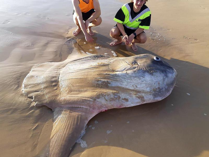 Un Poisson Lune Geant Echoue Au Sud De L Australie Photos Soirmag