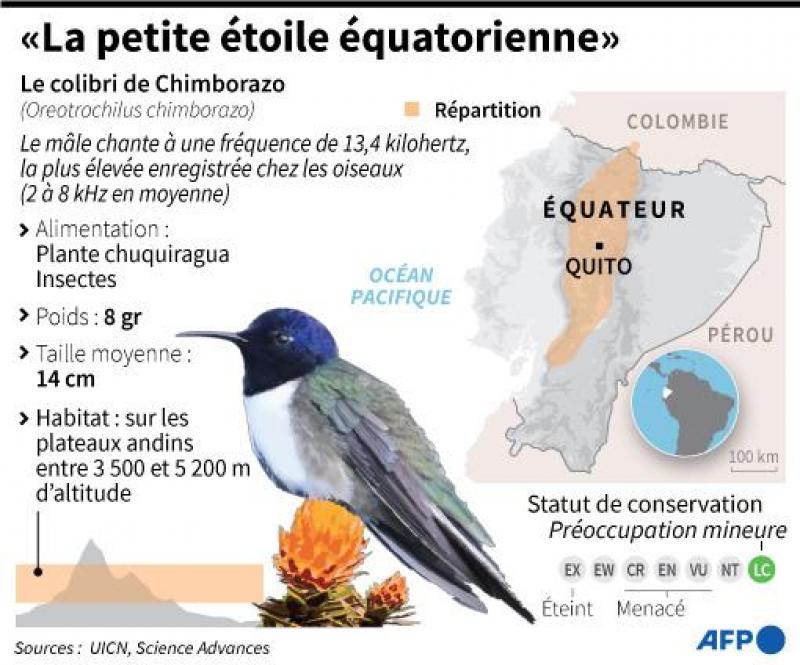 Équateur: un colibri émerveille la science avec son chant très aigu ...