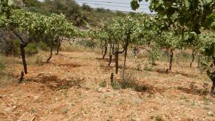 Quelques-uns des pieds de vignes de la coopérative Al-Sanabel sectionnés par des colons extrémistes. «
Nous resterons
!
», assène Raed Abuyoussef.