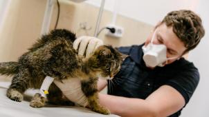 En Belgique, un seul cas de chat contaminé a été découvert. L’animal a été infecté par sa propriétaire, elle-même atteinte par le coronavirus.