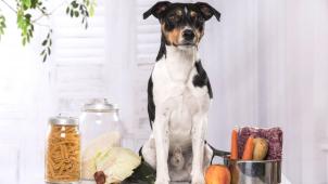 Comme son maître, un chien a besoin d’une nourriture équilibrée. Préparer soi-même sa gamelle permet de lui donner des aliments plus sains, plus frais etplus riches en vitamines.