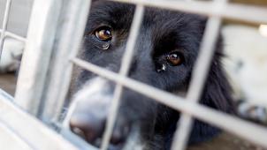 Certains chiens vivent en refuge depuis de nombreux mois. Difficile, dans les conditions actuelles, de retrouver un foyer stable et aimant.