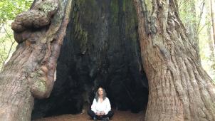 Julia et le séquoïa millénaire qu’elle a protégé pendant 738 jours, un arbre baptisé Luna.