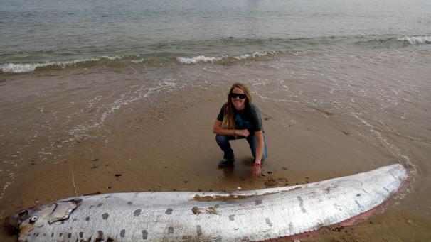 Les Regalecidés ou Oarfish sont des poissons-ruban et vivent dans les profondeurs des abysses. D’après les scientifiques, ces poissons peuvent atteindre 15 mètres de long.