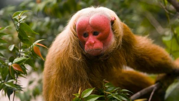 Ce singe à la tête rouge est un ouakari. Très calme et silencieux, il se distingue des autres primates à cause de son crâne chauve.