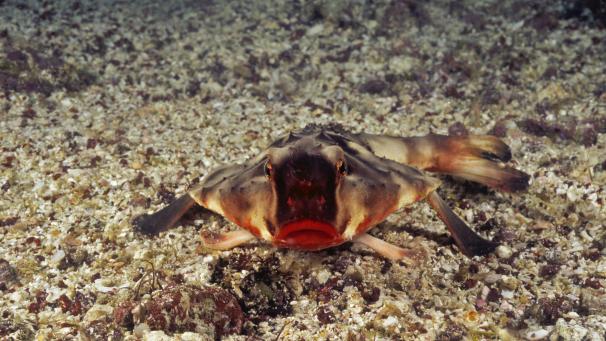 L’Ogcocephalus darwini ou «
Batfish
» est un poisson chauve-souris. On le retrouve dans les profondeurs des îles Galapagos. Ce poisson est connu pour ses lèvres rouges saillantes.