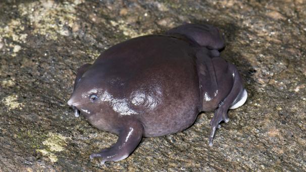 Le Nasikabatrachus sahyadrensis vit caché dans le sol toute l’année. Cette espèce d’amphibien sort uniquement pour se reproduire pendant les 2 semaines de mousson annuelles.