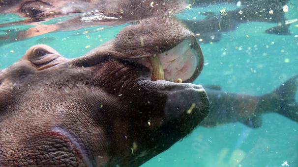 L’hippopotame
: on attribuerait à cet herbivore pas plus de 500 morts par an. ©Belgaimage