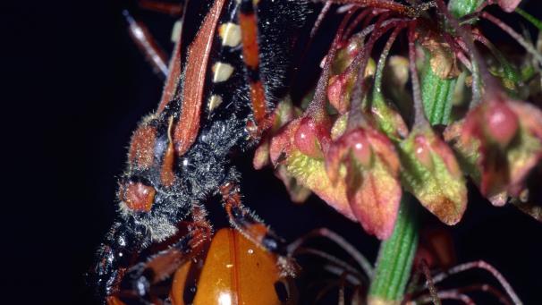 Le réduve
: cet insecte suceur qui se nourrit de sang est porteur de trypanosomes, des parasites provoquant la maladie du sommeil. Selon l’OMS, environ 13.000 personnes meurent chaque année de cette maladie. ©Belgaimage