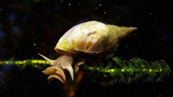 Le mollusque d’eau douce
: certains mollusques sont infectés par des schistosomes, des vers hématophages. Transmis à l