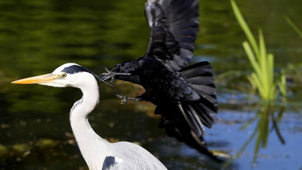 À Gand, les oiseaux cohabitent près de l’eau.