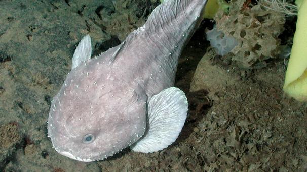 Le blobfish belgaimage-165244518-full