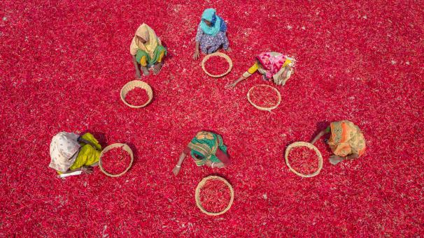 Des travailleuses trient des millions de piments rouges, au Bangladesh.