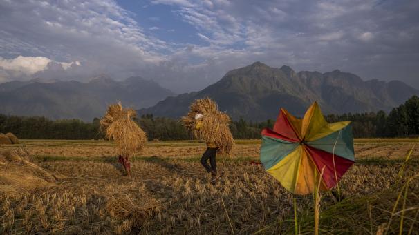 Travailleurs dans un champ de riz à la périphérie de Srinagar, au Cachemire.