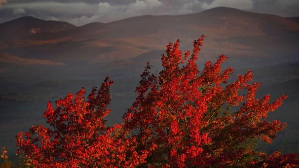 Un érable arbore son feuillage d’automne à Bridgton, dans le Maine.
