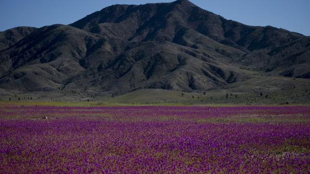 Des fleurs recouvrent le désert d'Atacama près de Copiapo, au Chili. Un phénomène rare qui a lieu grâce aux fortes pluies.