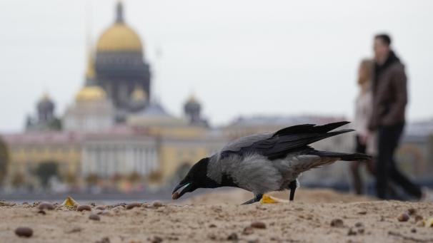 Une corneille picore à Saint-Pétersbourg, en Russie.