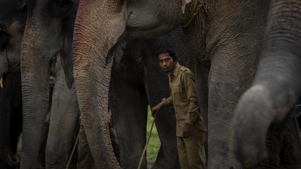 Sanctuaire de la faune de Pobitora, en Inde.