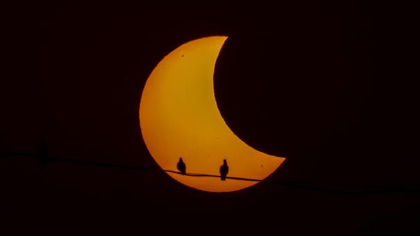 Des pigeons sont silhouettés alors que le soleil forme un croissant pendant une éclipse solaire partielle à New Delhi, en Inde.