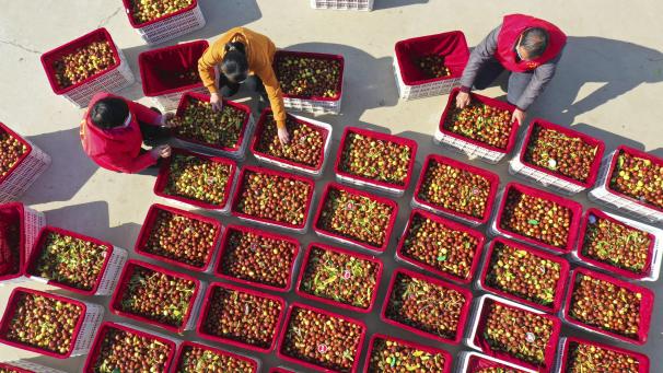 Des villageois cueillent et trient des jujubes frais dans le comté de Suining, dans l’est de la Chine.