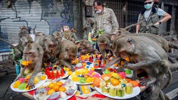 Des singes mangent des fruits et des légumes lors du 34e festival annuel de la fête des singes, au nord de Bangkok.