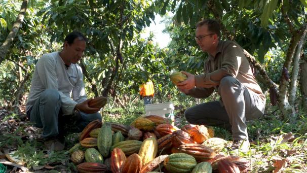 La première récolte de fèves de cacao de Benoît Nihant (à droite), dans sa plantation au Pérou, lui a déjà permis de réaliser un millier de tablettes de chocolat.