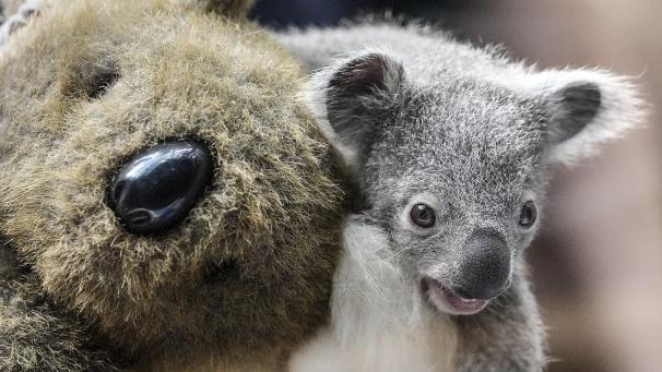Un petit koala est assis sur un ours en peluche pour être pesé au zoo de Duisburg, en Allemagne.