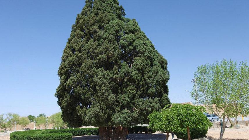 Le cyprès Sarv-e Abar d’Abarqu, en Iran. L’arbre serait vieux de 4.000 ans.