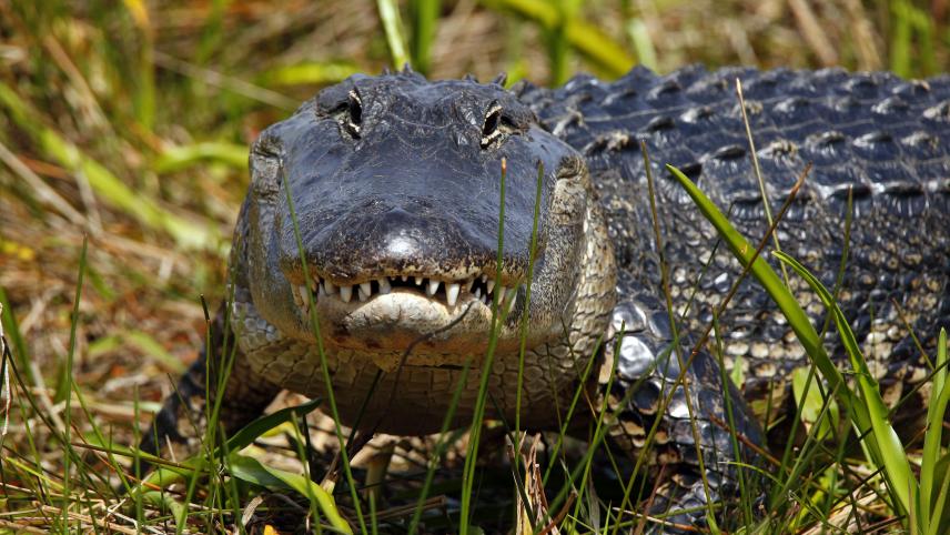Un alligator aperçu en Floride.