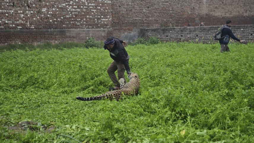 En Inde, un léopard a attaqué des habitants de la ville de Jalandhar, dans le nord du pays. Isopix