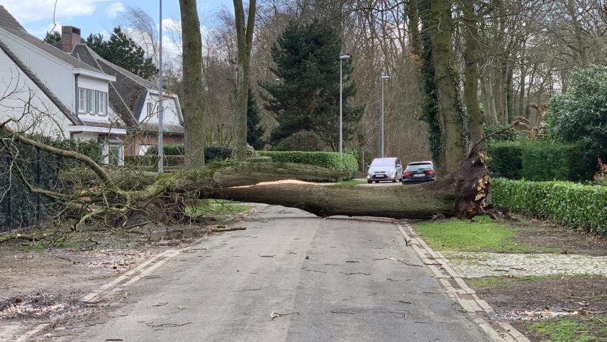 Les vents violents ont déferlé sur toute la Belgique, atteignant des vitesses de 120 km/h. Ici à Bruges, un arbre n’a pas résisté.