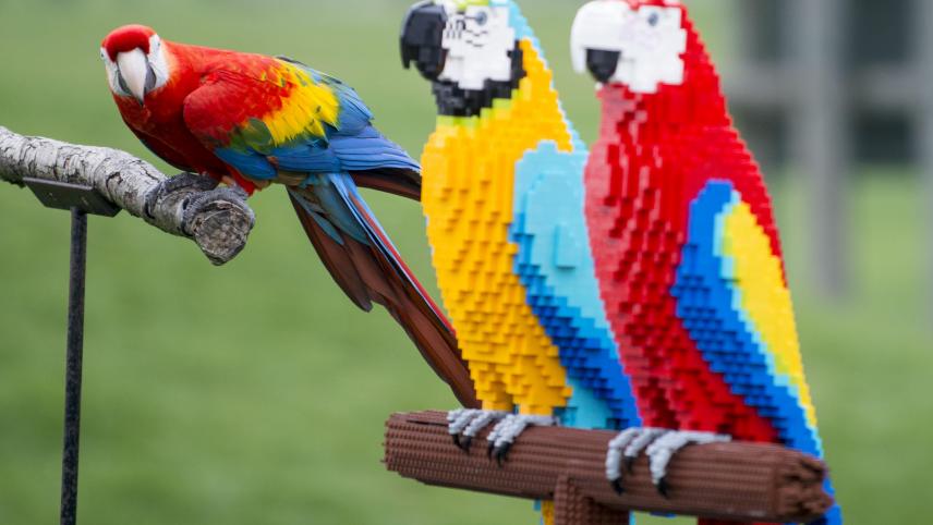 Construits avec des LEGO, ces deux aras colorés intriguent le vrai volatile du zoo de Whipsnade en Angleterre.