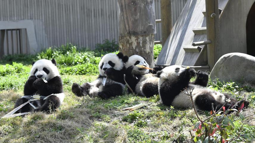 Les bébés pandas géants dégustent des morceaux de bambou dans la province de Sichuan en Chine.
