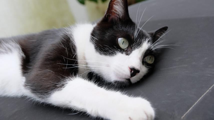 Assomme Par La Chute D Un Chat Il Passe 23 Jours A L Hopital Video Soirmag