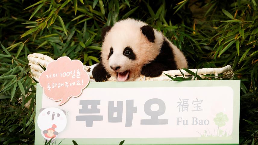 Le petit panda Fu Bao en novembre 2020, lors d’une petite cérémonie pour annoncer le prénom choisi pour lui par ses soigneurs.