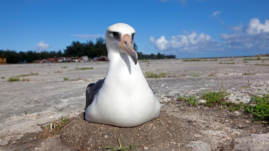 Albatros de Laysan - Image d’illustration