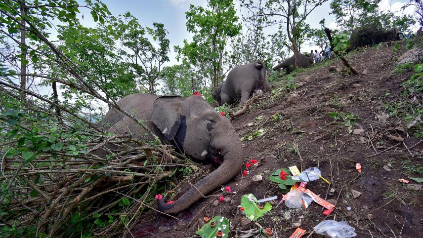 INDIA-ELEPHANTS_DEATHS