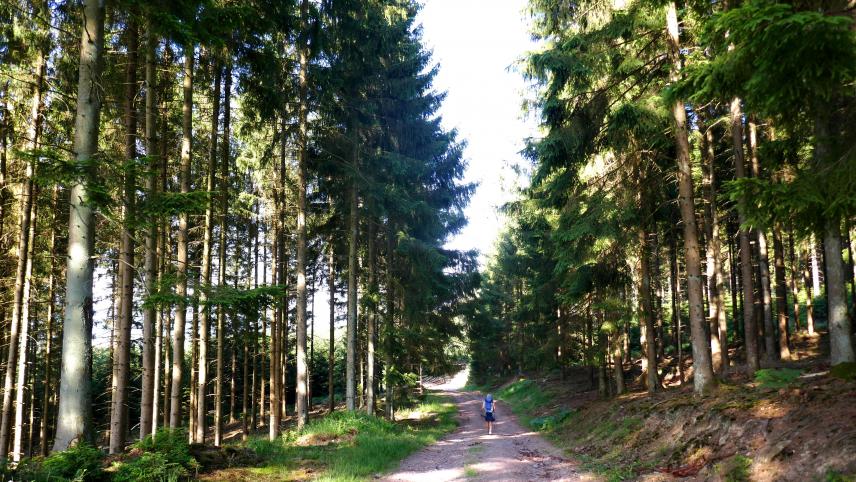 Chemin forestier entre La Gleize et Stoumont.
