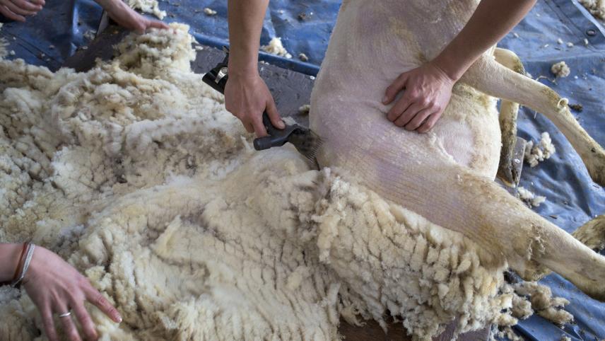 La première opération pour obtenir de la laine est la tonte, qui s’effectue au printemps.