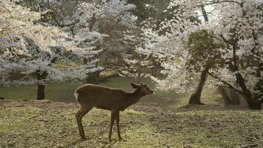 Un cervidé sous les cerisiers en fleurs dans la parc de Nara.