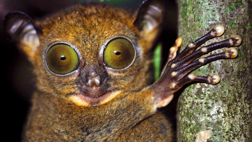 Le tarsier est l’un des plus petits primates du monde. Il ne mesure pas plus de 15 centimètres et pèse entre 80 et 160 grammes. Avec ses grands yeux globuleux, le tarsier est facilement reconnaissable.