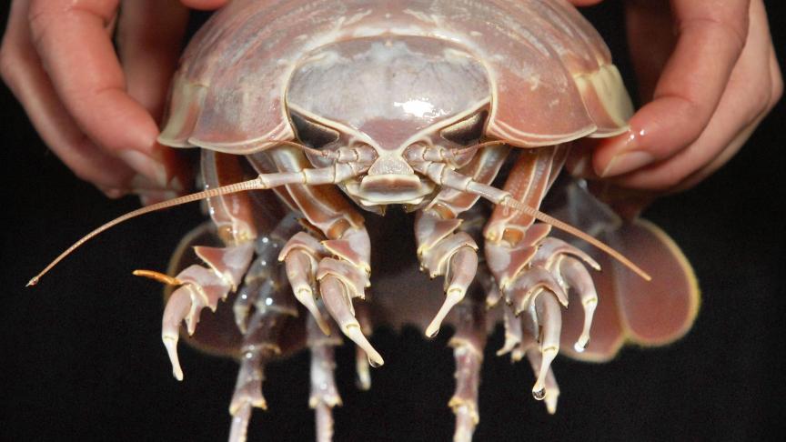 Le bathynome géant est une espèce d’isopode marin vivant des les profondeurs des océans. Il peut mesurer juqu’à 50 centimètres.