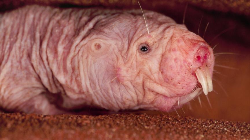 L’Hétérocéphalus ou rat-taupe nu est un petit rongeur d’Afrique de l’Est. Ils sont muni de grandes incisives pour forer leur galerie. Le rat-taupe nu est reconnaissable grâce à sa peau rose dénudée et translucide.